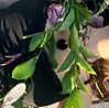 sophiagiannamore Altpins Profile Picture