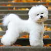 sophiagiannamore Altpins Profile Picture