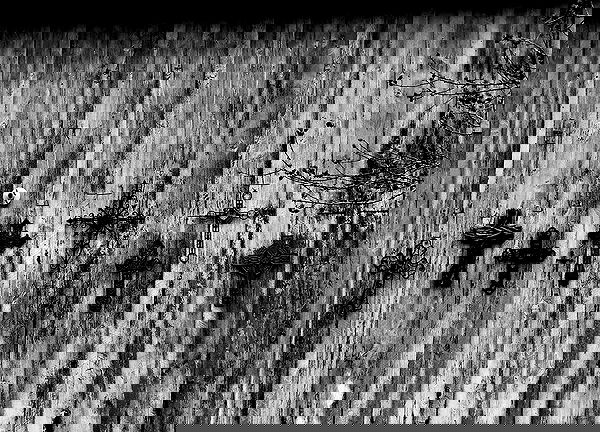 sophiemudd sophiemudd archive image