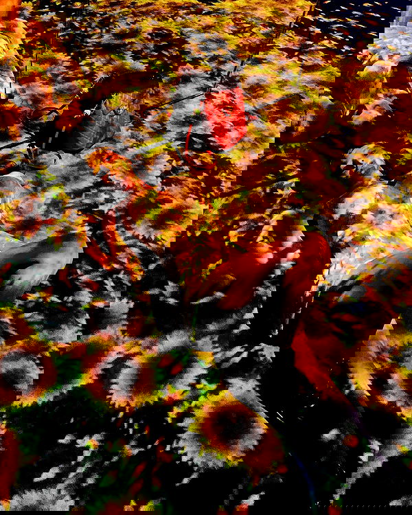 sophiemudd sophiemudd archive image