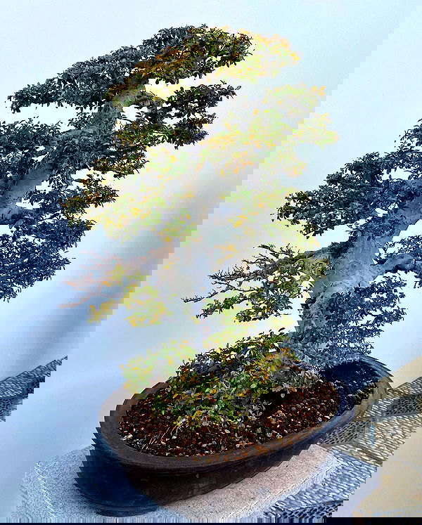 sophiemudd sophiemudd archive image