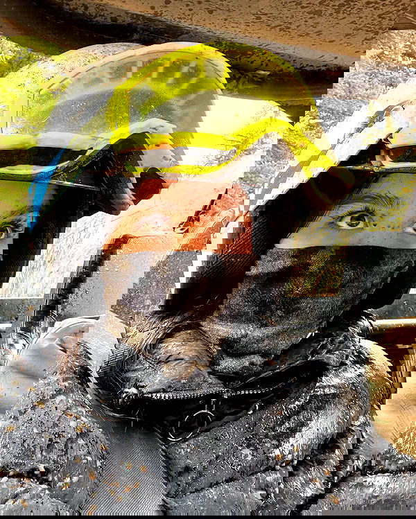 sophiemudd sophiemudd archive image