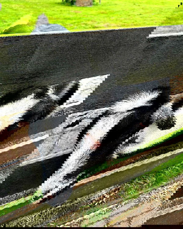 sophiemudd sophiemudd archive image