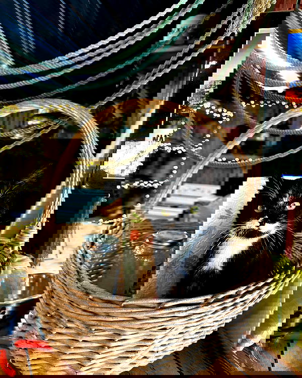 sophiemudd sophiemudd archive image