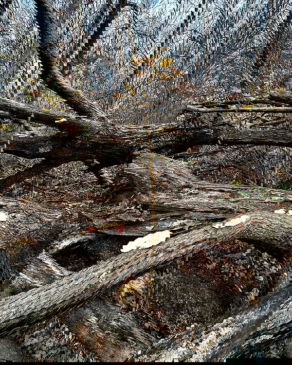 sophiemudd sophiemudd archive image