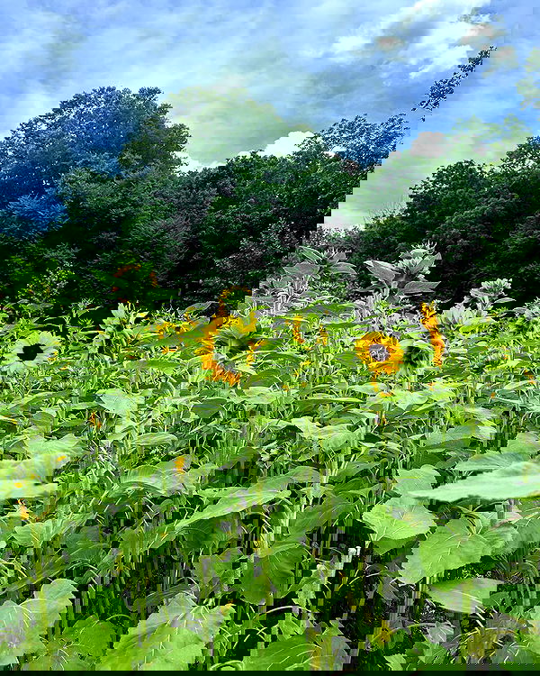 sophiemudd sophiemudd archive image