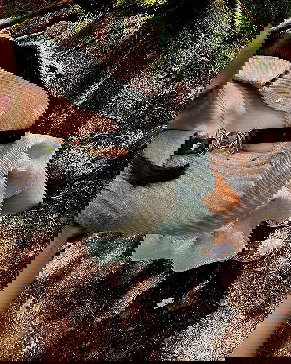 sophiemudd sophiemudd archive image