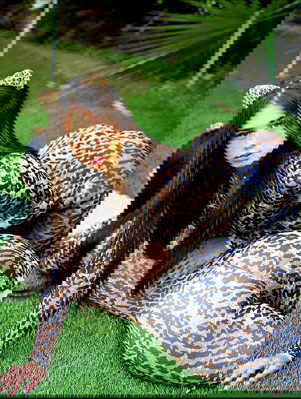 sophieraiin image ~ Altpins