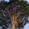 sttaringart Altpins Profile Picture