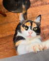 sttaringart Altpins Profile Picture