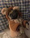suadaunanh_ne Altpins Profile Picture