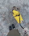 suadaunanh_ne Altpins Profile Picture
