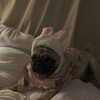 suadaunanh_ne Altpins Profile Picture