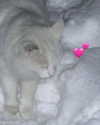 suadaunanh_ne Altpins Profile Picture
