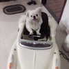 suadaunanh_ne Altpins Profile Picture