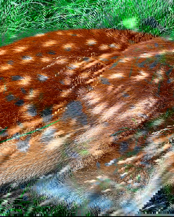 sun_bunky sun_bunky archive image