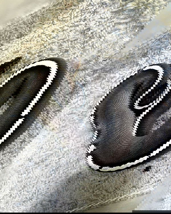 susu_jpg susu_jpg archive image