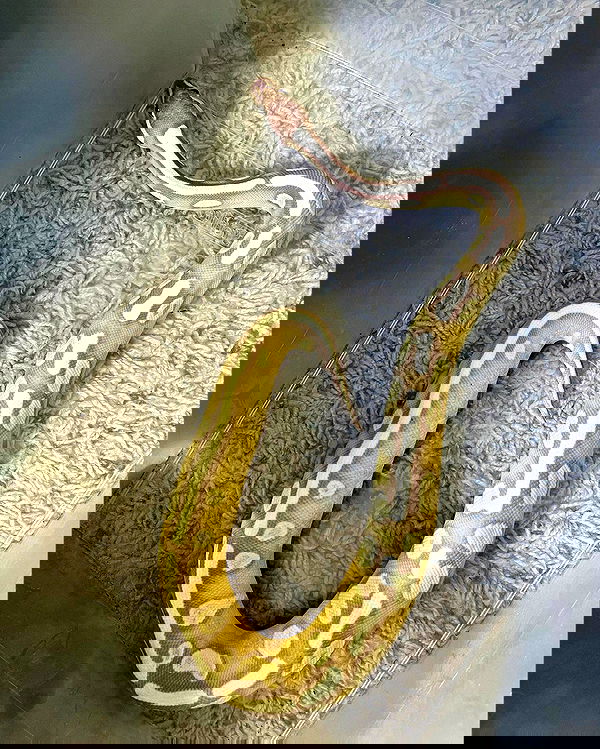 susu_jpg susu_jpg archive image