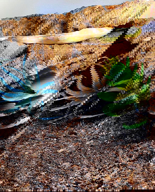 susu_jpg susu_jpg archive image