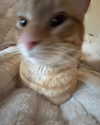 swag_charhar Altpins Profile Picture