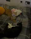 swag_charhar Altpins Profile Picture