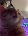 swag_charhar Altpins Profile Picture