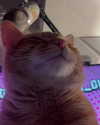 swag_charhar Altpins Profile Picture