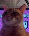 swag_charhar Altpins Profile Picture
