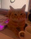 swag_charhar Altpins Profile Picture