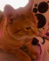 swag_charhar Altpins Profile Picture