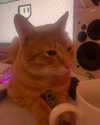 swag_charhar Altpins Profile Picture