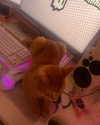 swag_charhar Altpins Profile Picture