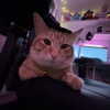 swag_charhar Altpins Profile Picture