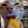 swag_charhar Altpins Profile Picture