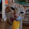 swag_charhar Altpins Profile Picture