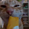 swag_charhar Altpins Profile Picture