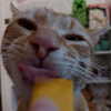 swag_charhar Altpins Profile Picture