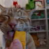 swag_charhar Altpins Profile Picture