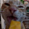 swag_charhar Altpins Profile Picture
