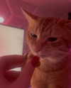 swag_charhar Altpins Profile Picture