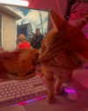 swag_charhar Altpins Profile Picture