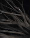 swordange1 Altpins Profile Picture