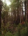 swordange1 Altpins Profile Picture
