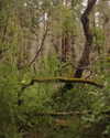 swordange1 Altpins Profile Picture