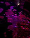 sydney.ra Altpins Profile Picture