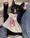sydney_melman Altpins Profile Picture