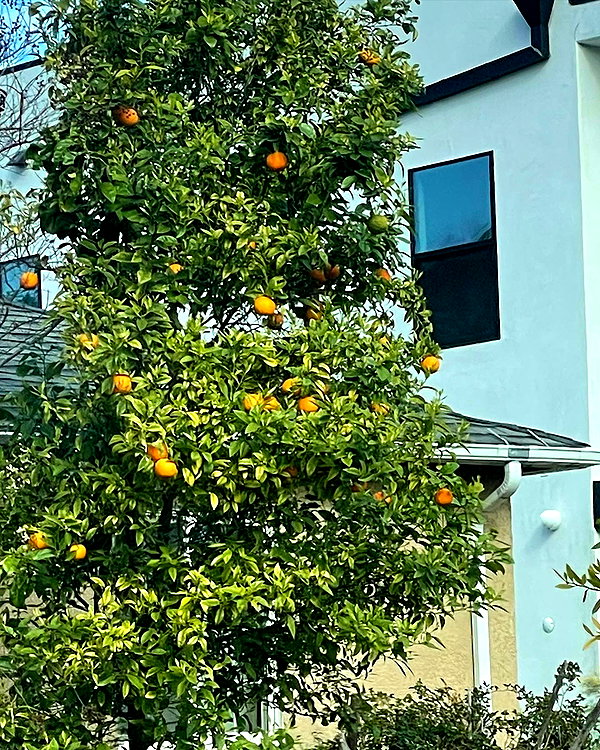 sydney_melman instagram image archive image