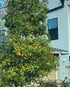 sydney_melman Altpins Profile Picture