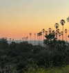 sydney_melman Altpins Profile Picture