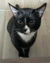sydney_melman Altpins Profile Picture
